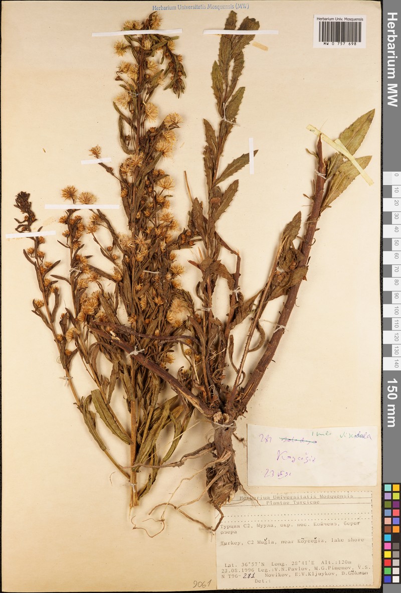 Inula viscidula