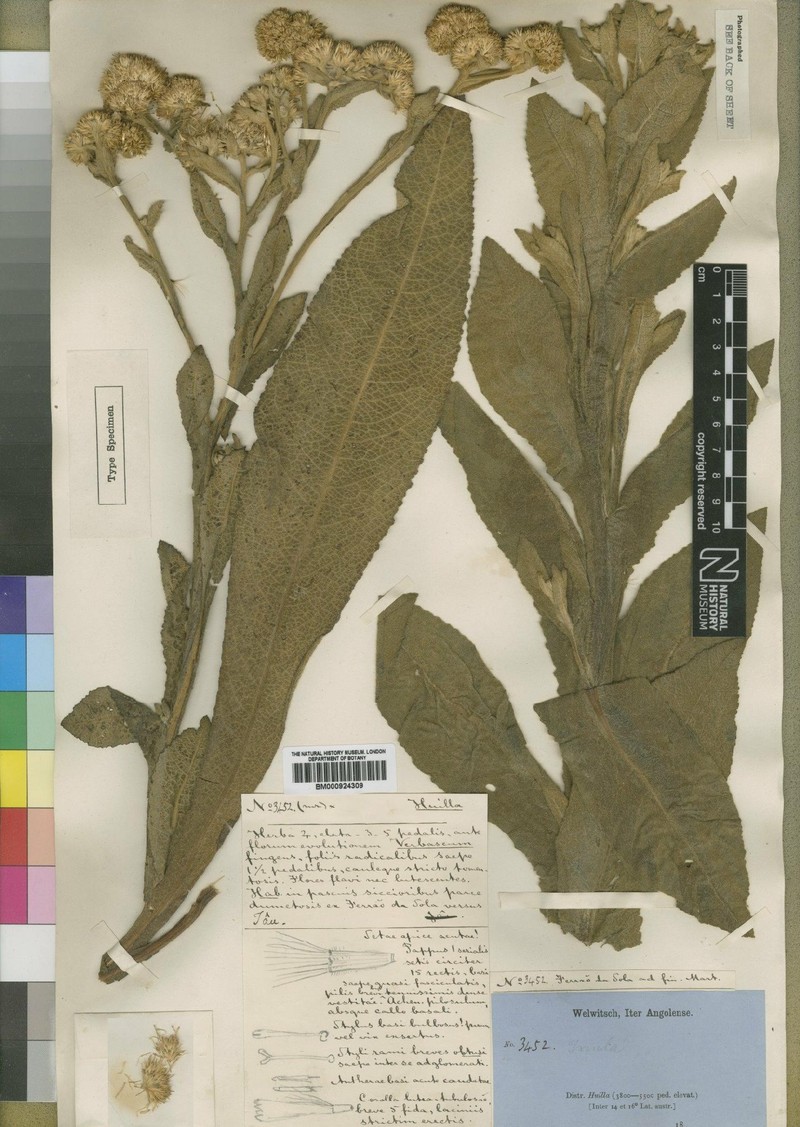 Inula welwitschii