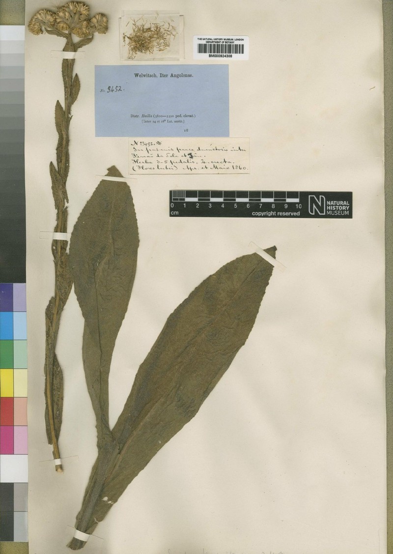 Inula welwitschii photo 2