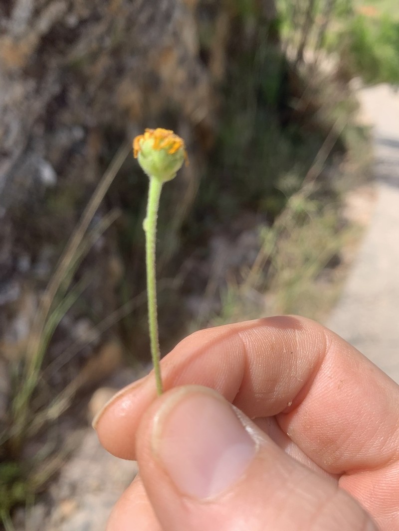 Inulanthera brownii