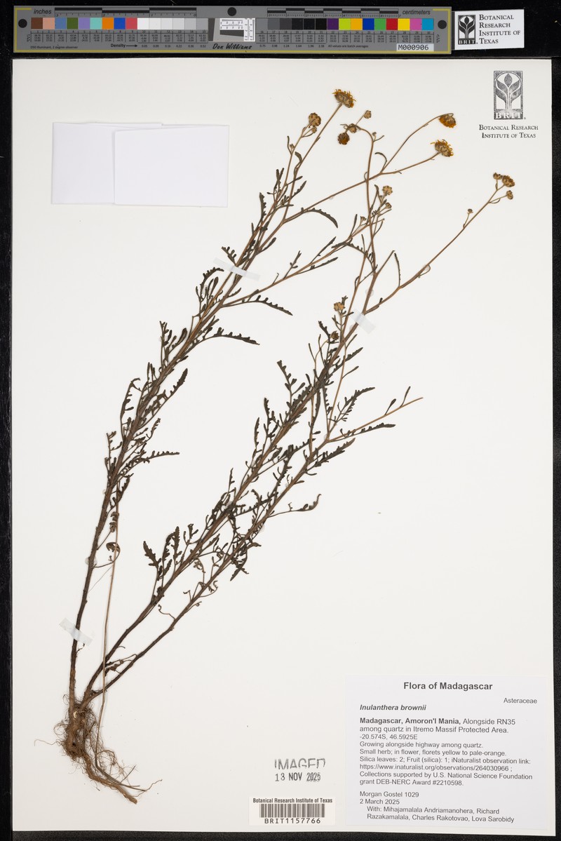 Inulanthera brownii photo 2