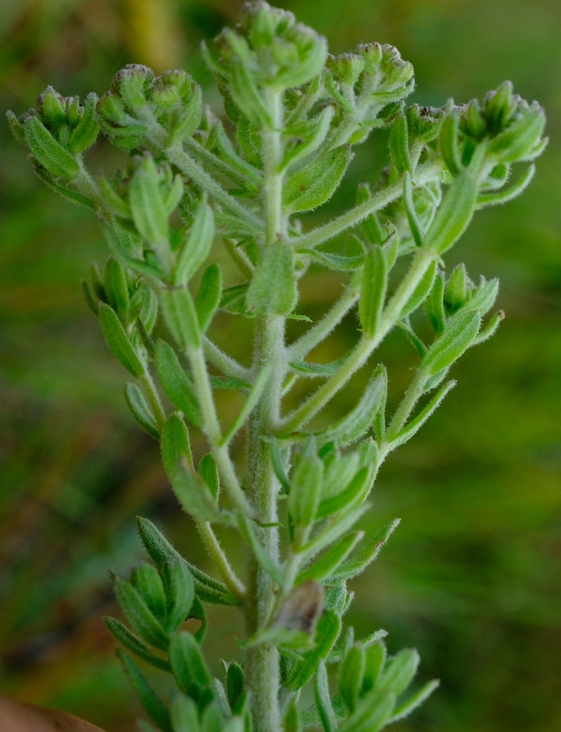Inulanthera calva