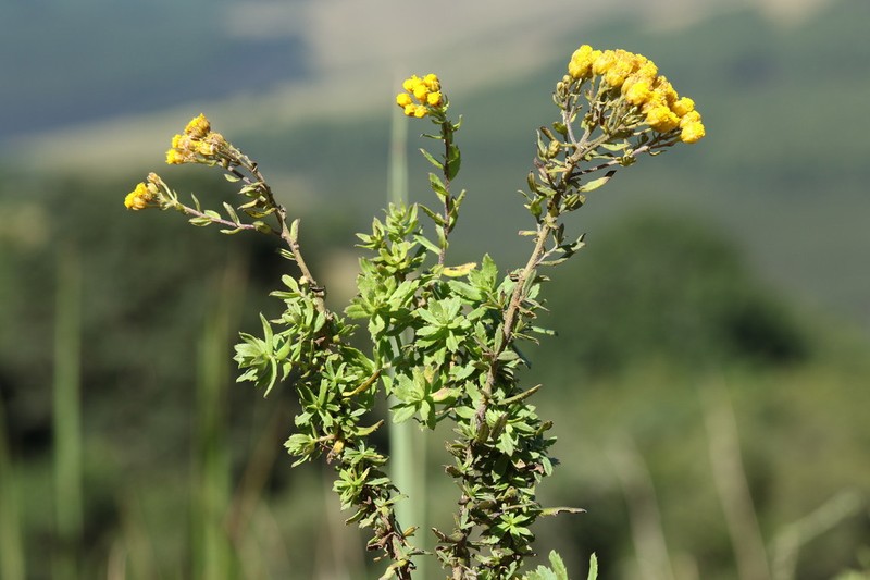 Inulanthera calva photo 2