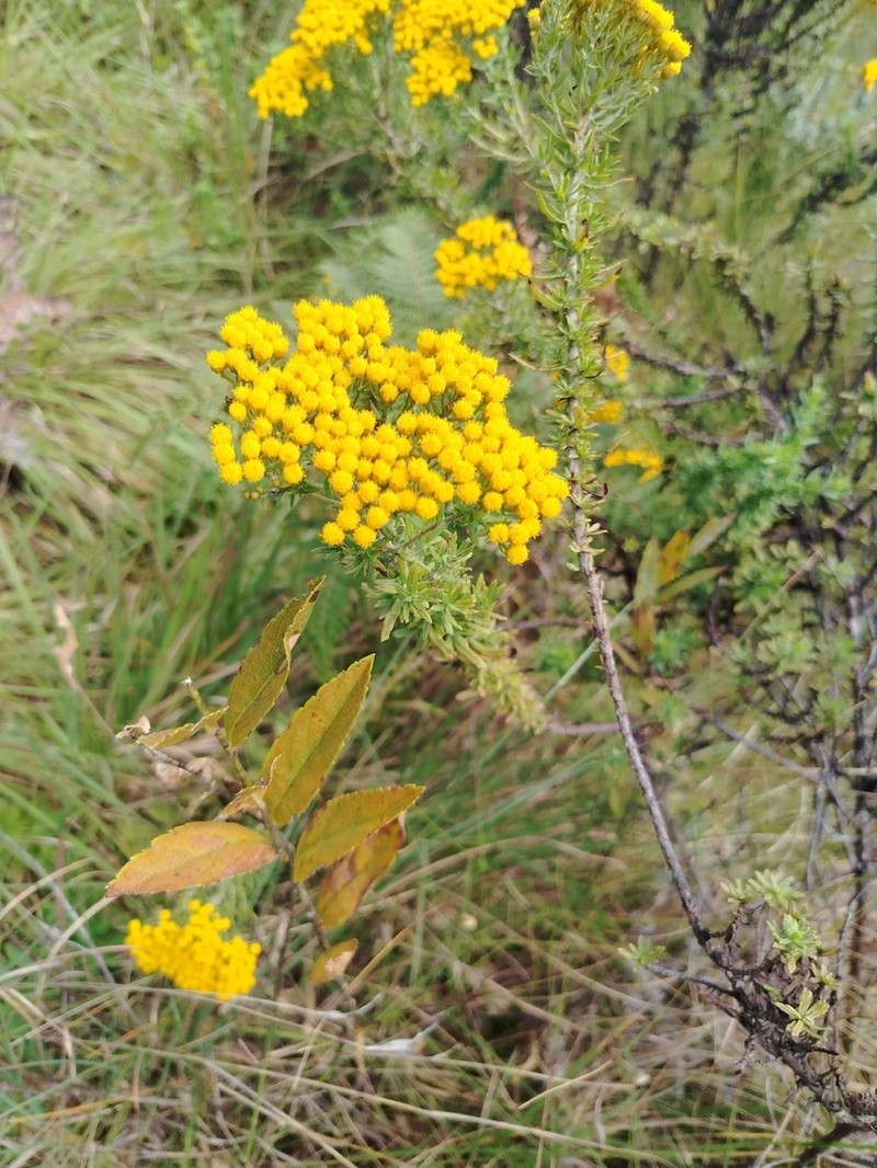 Inulanthera calva photo 3