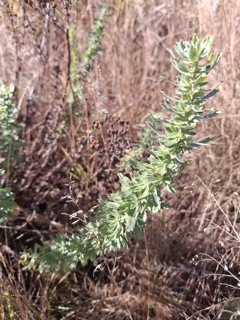Inulanthera calva photo 4