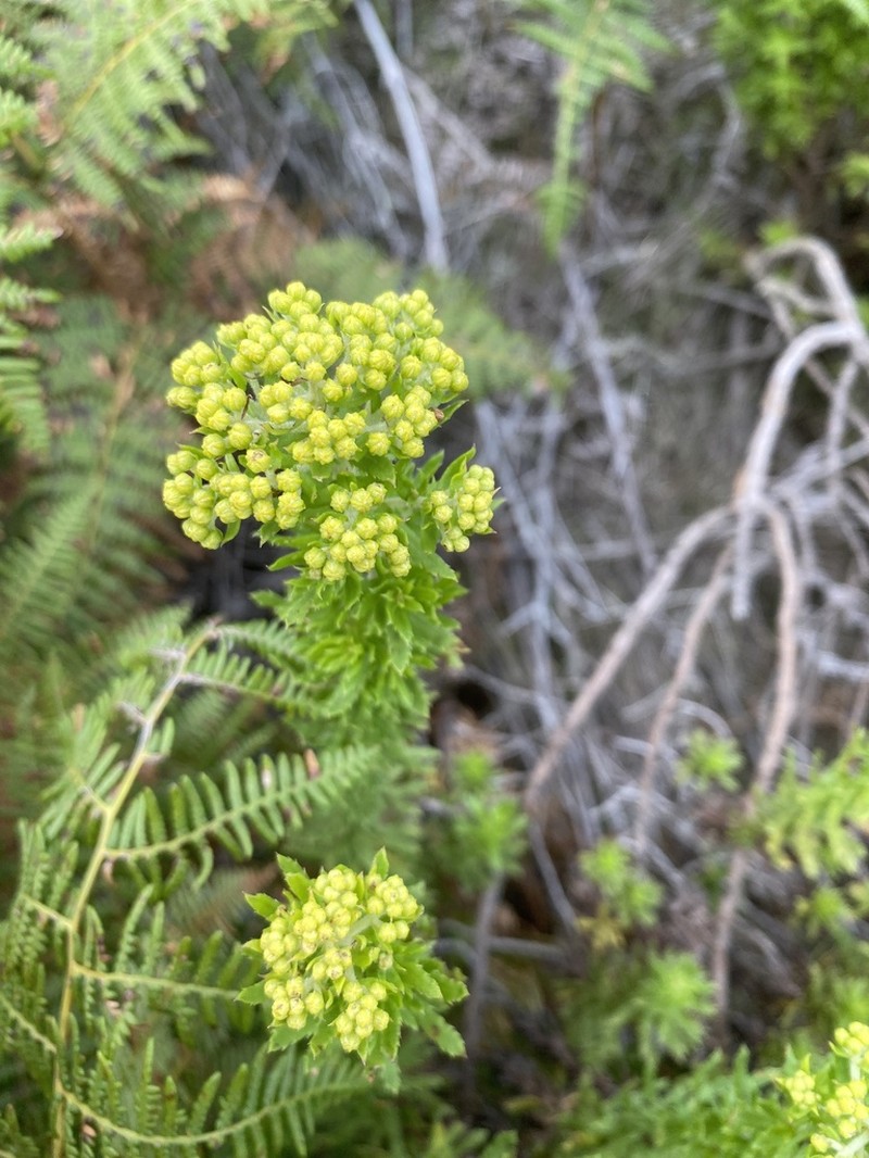 Inulanthera calva photo 6