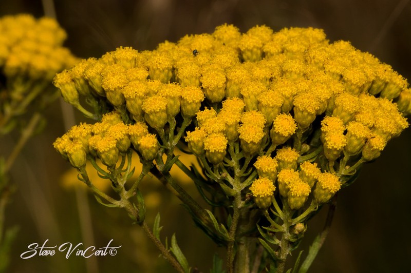 Inulanthera calva photo 7