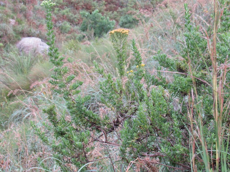 Inulanthera calva photo 8
