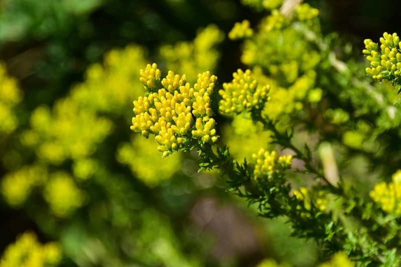 Inulanthera coronopifolia