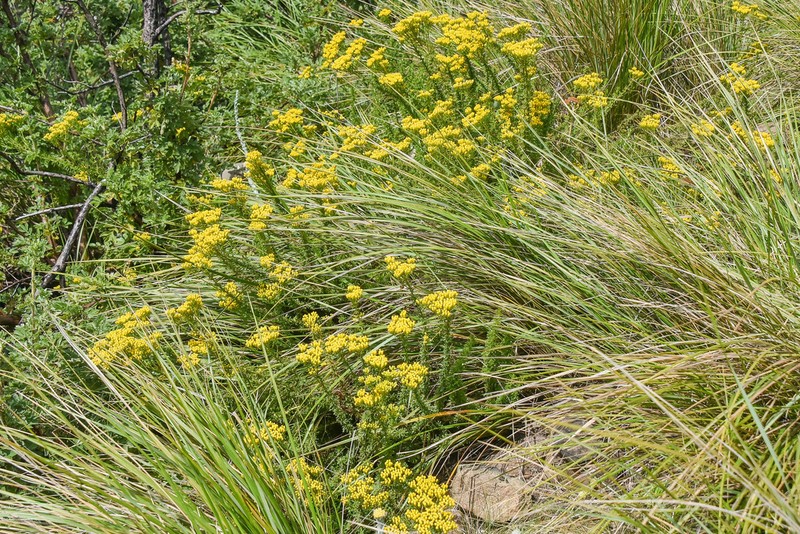 Inulanthera coronopifolia photo 2