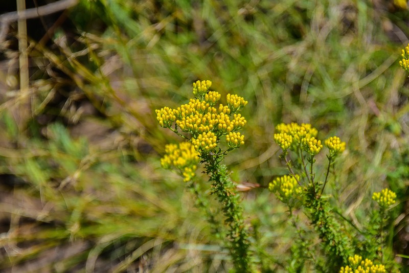 Inulanthera coronopifolia photo 3