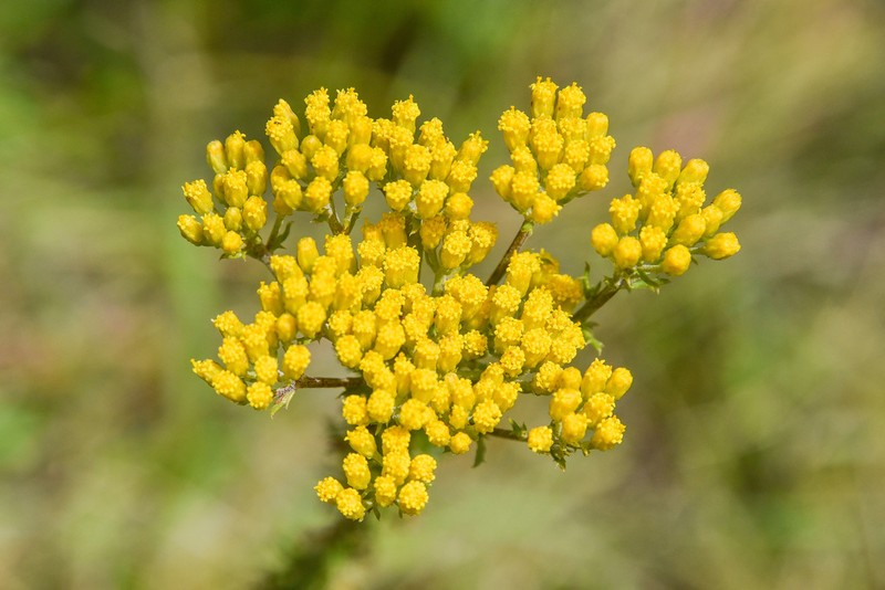 Inulanthera coronopifolia photo 4