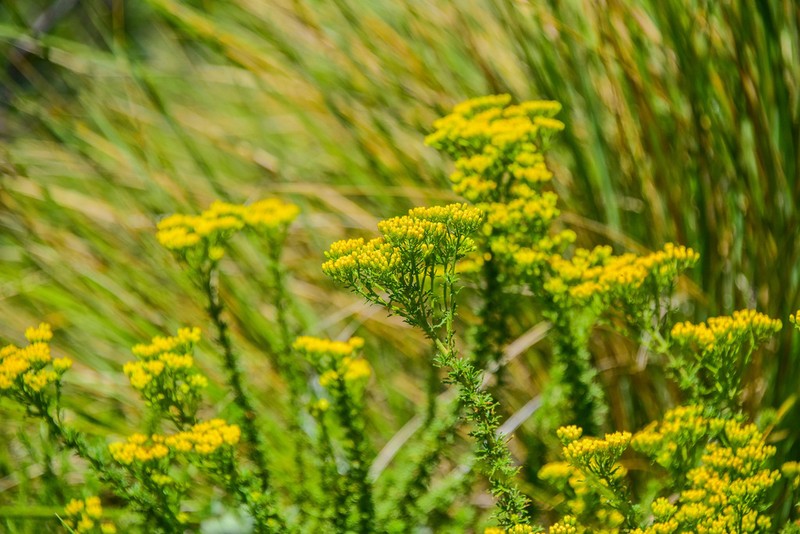 Inulanthera coronopifolia photo 5