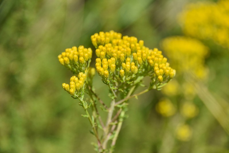 Inulanthera coronopifolia photo 6