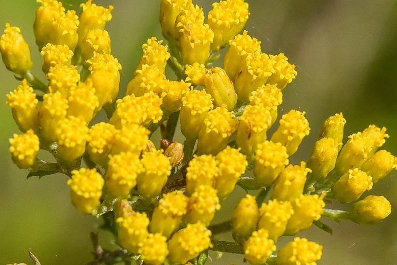 Inulanthera coronopifolia photo 7