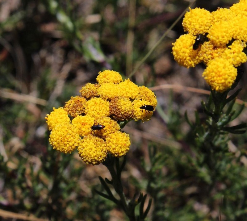 Inulanthera dregeana