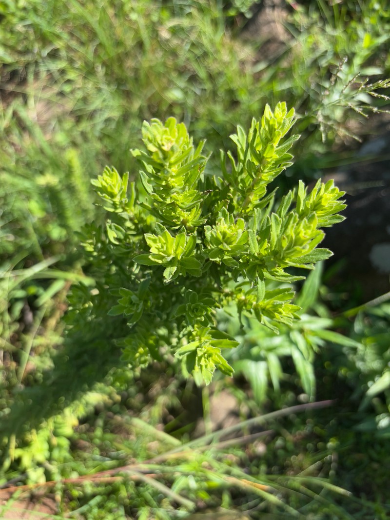 Inulanthera dregeana photo 2