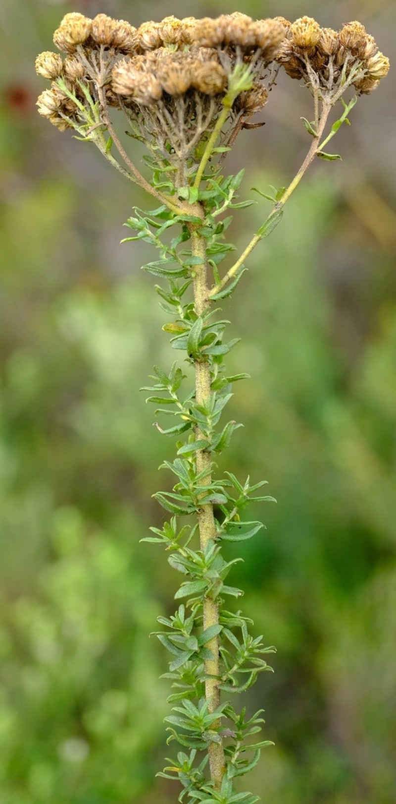 Inulanthera dregeana photo 3