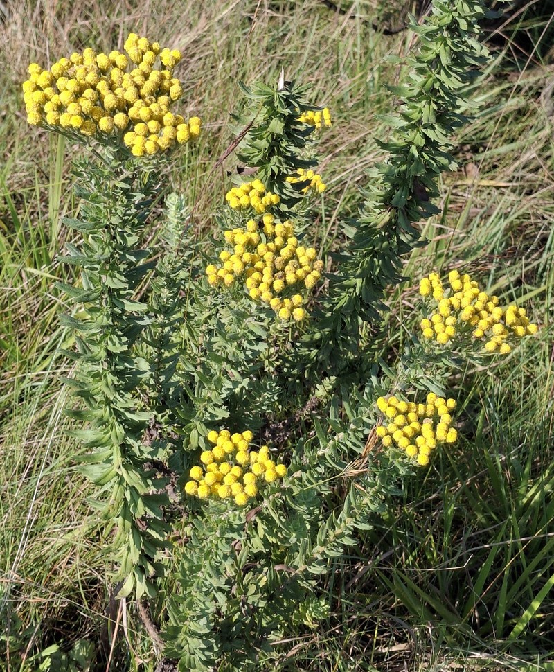 Inulanthera dregeana photo 4