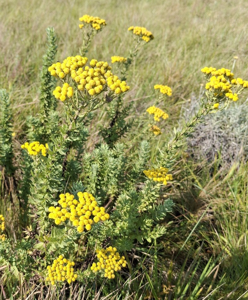 Inulanthera dregeana photo 5