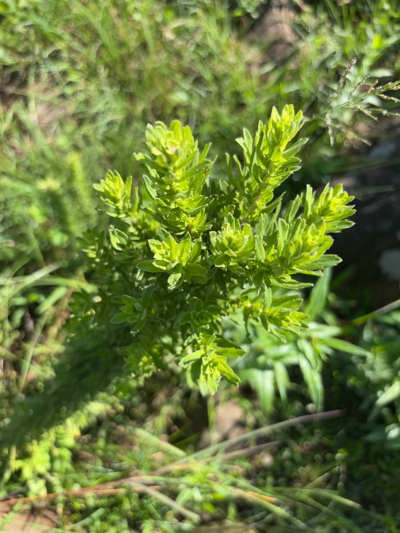 Inulanthera dregeana photo 6