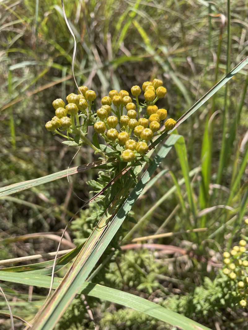 Inulanthera dregeana photo 7