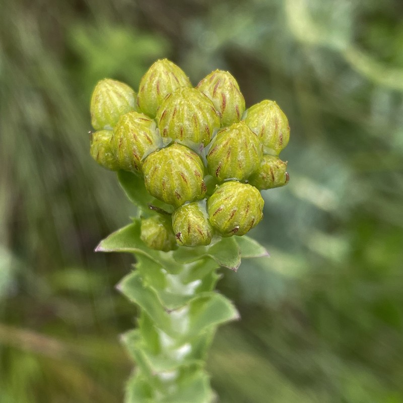 Inulanthera leucoclada