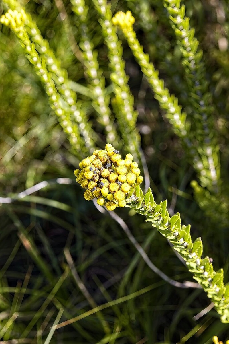 Inulanthera leucoclada photo 2