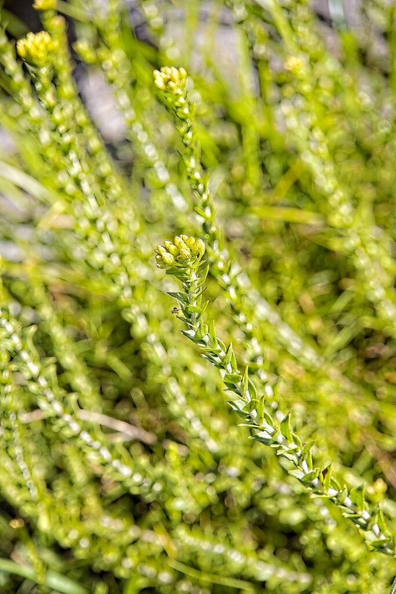Inulanthera leucoclada photo 4