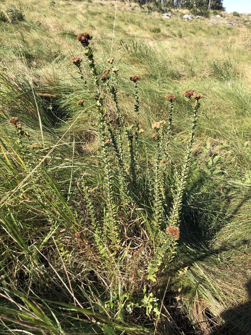 Inulanthera leucoclada photo 6
