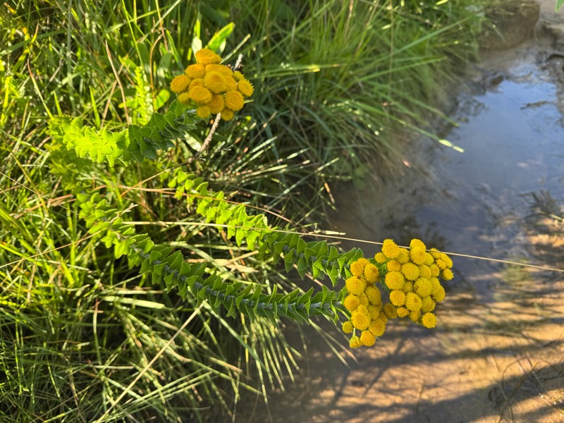 Inulanthera leucoclada photo 7