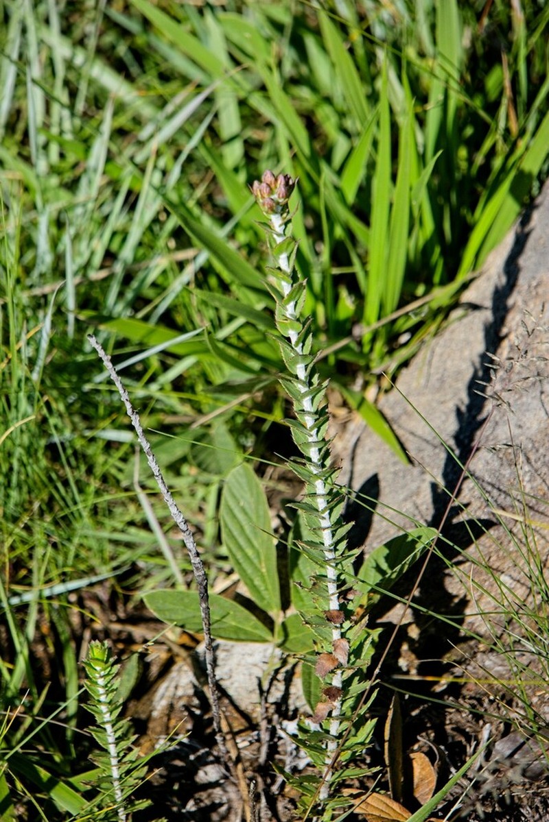 Inulanthera leucoclada photo 8