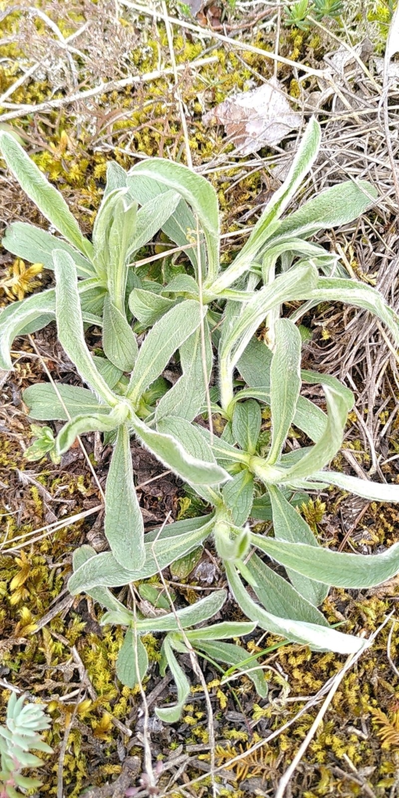 Inulanthera montana