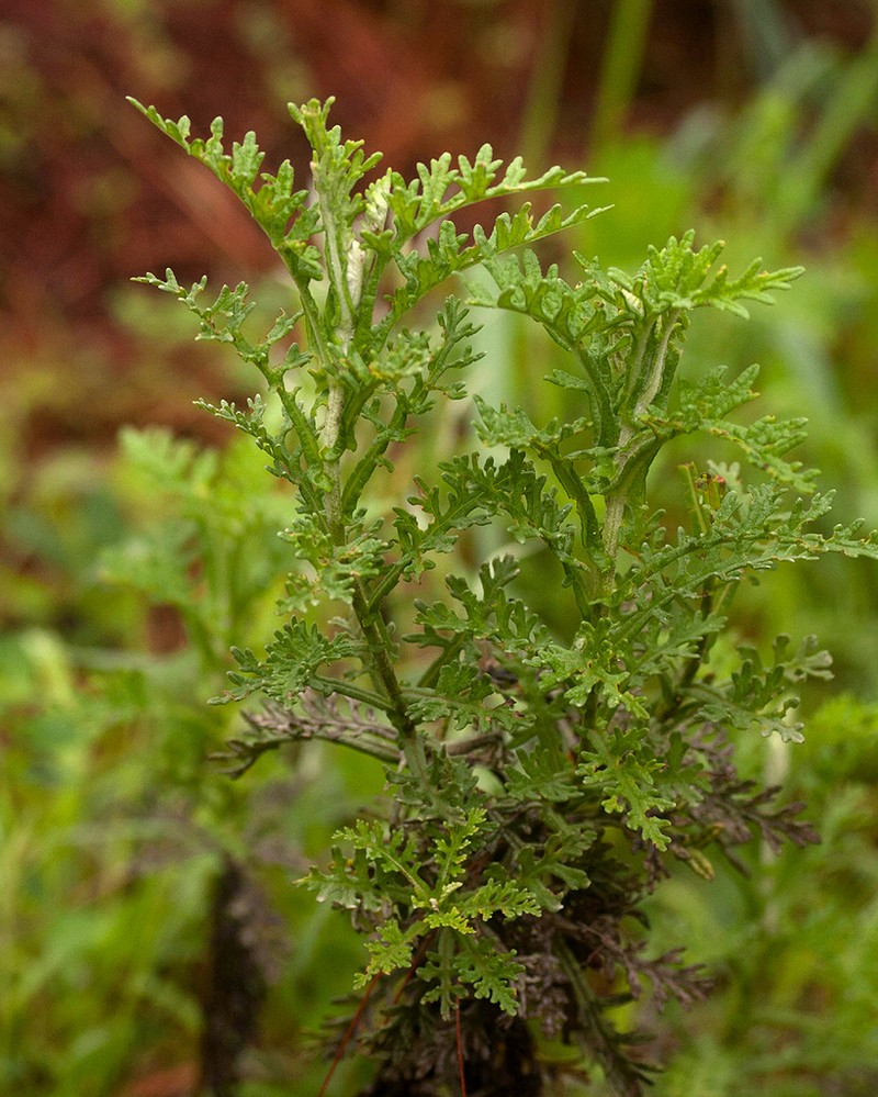 Inulanthera nuda