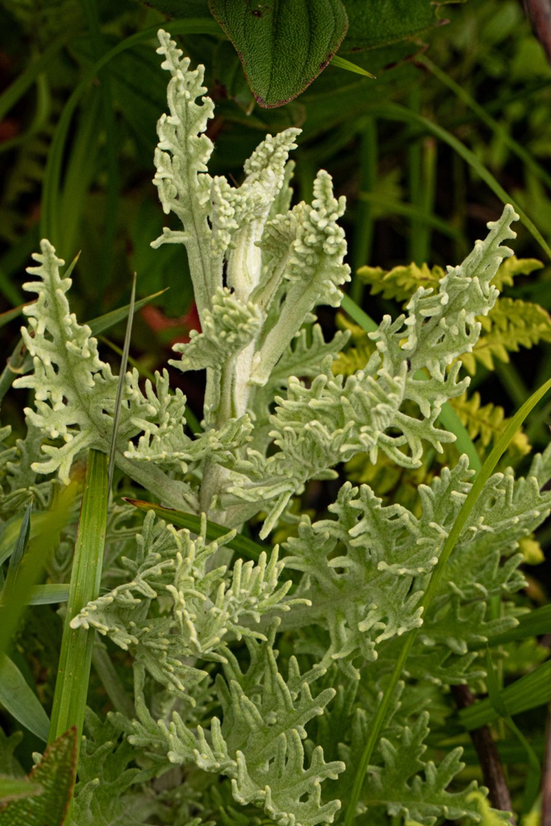 Inulanthera nuda photo 3