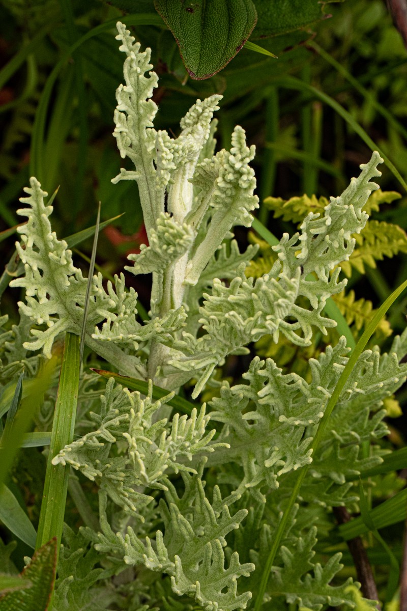 Inulanthera nuda photo 7