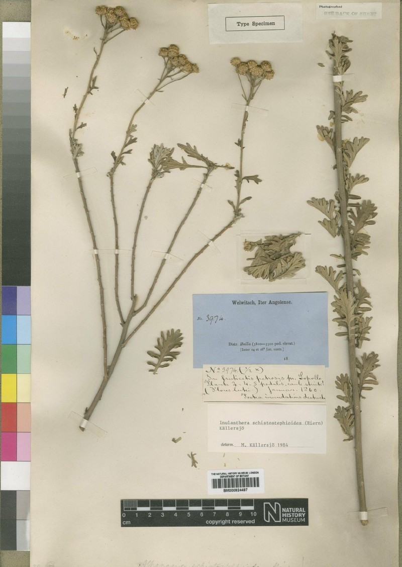Inulanthera schistostephioides