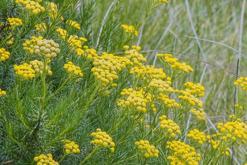 Inulanthera thodei