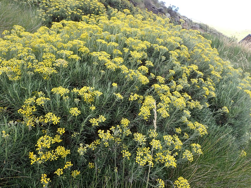 Inulanthera thodei photo 2