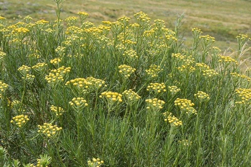 Inulanthera thodei photo 6