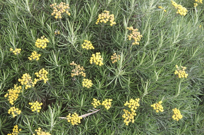 Inulanthera thodei photo 7