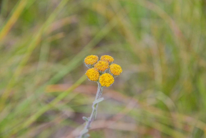 Inulanthera tridens