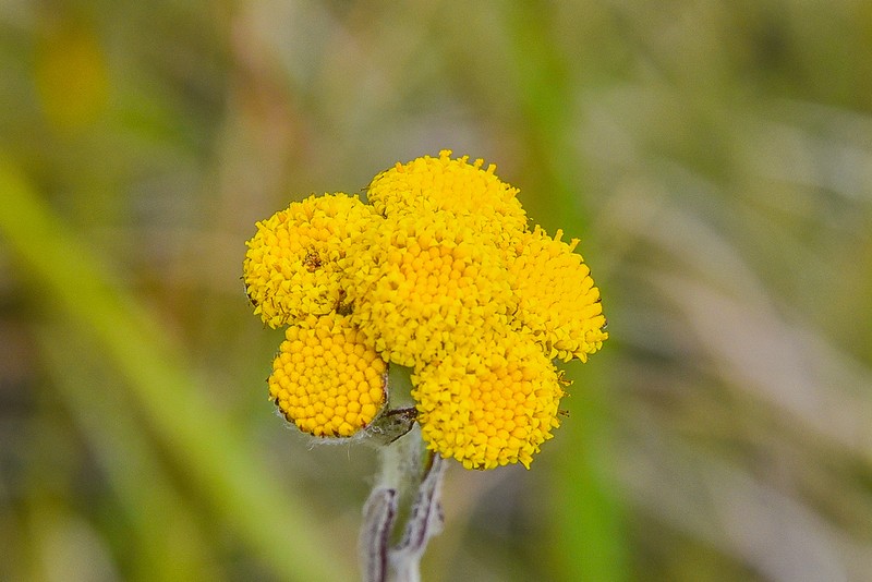 Inulanthera tridens photo 2