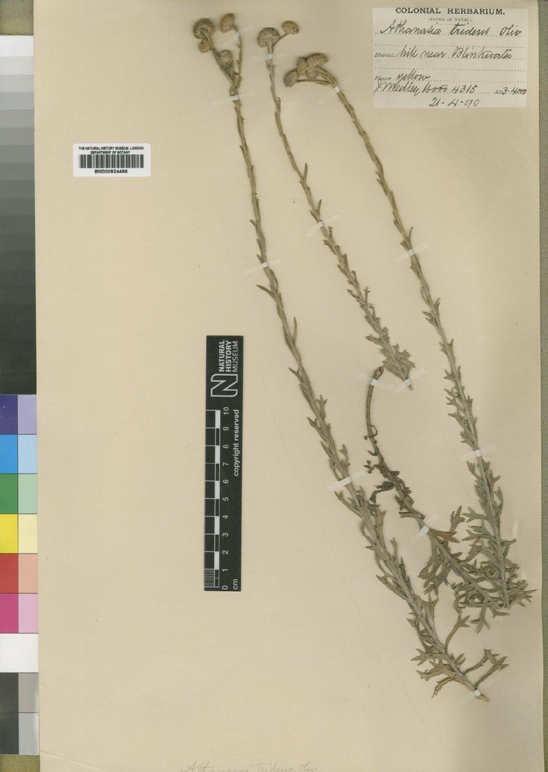 Inulanthera tridens photo 3