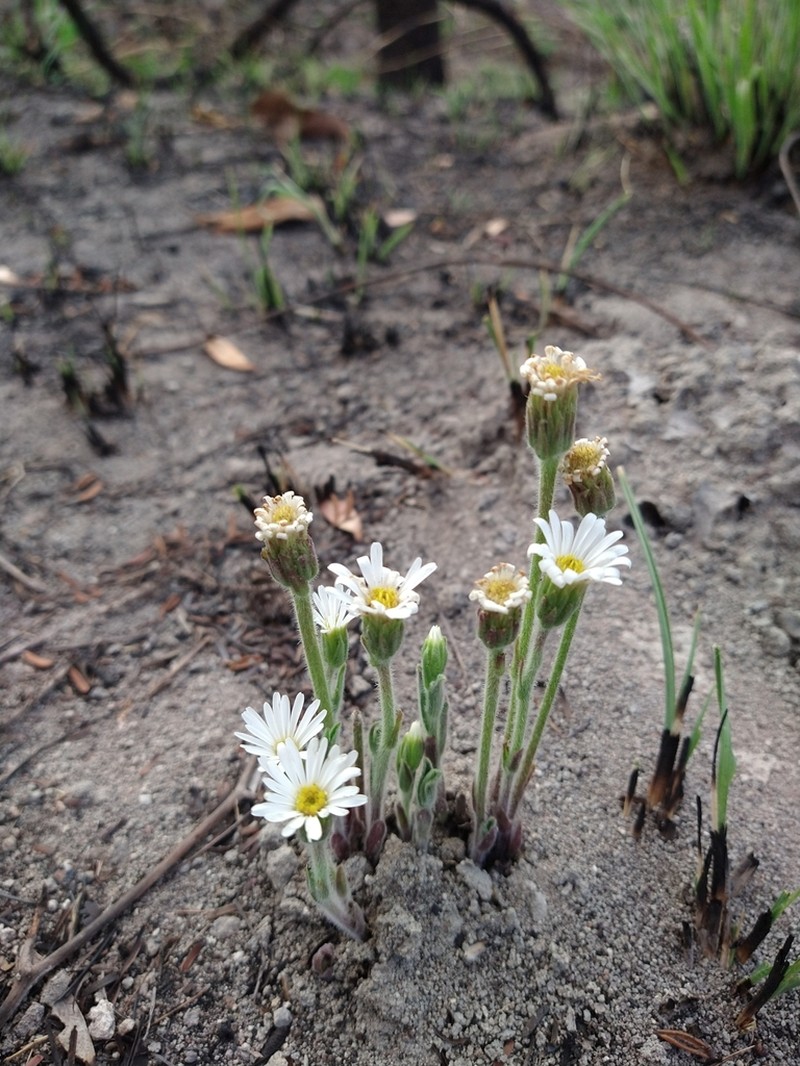 Inulopsis camporum
