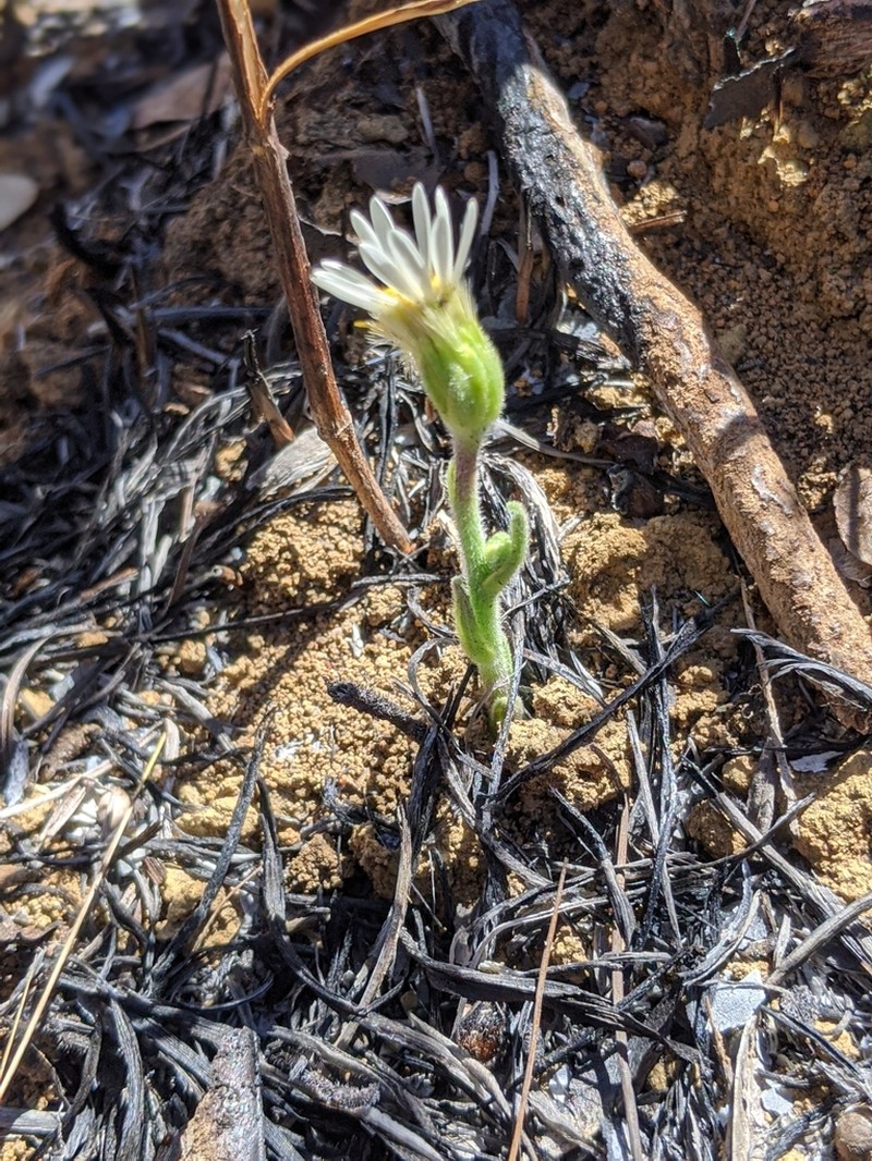 Inulopsis camporum photo 2