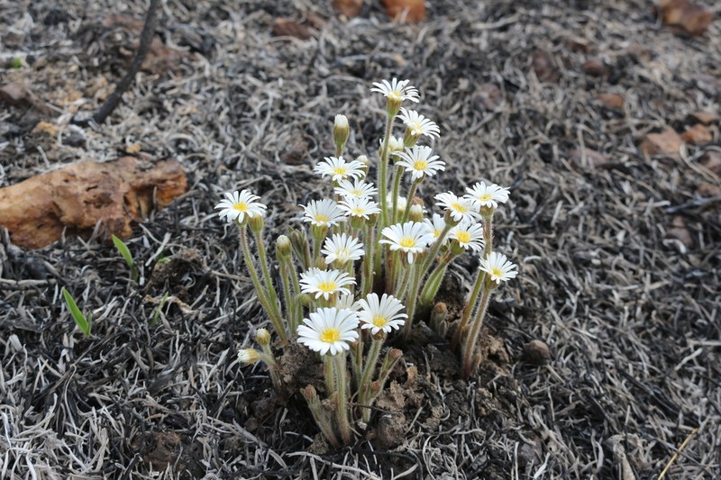 Inulopsis camporum photo 3