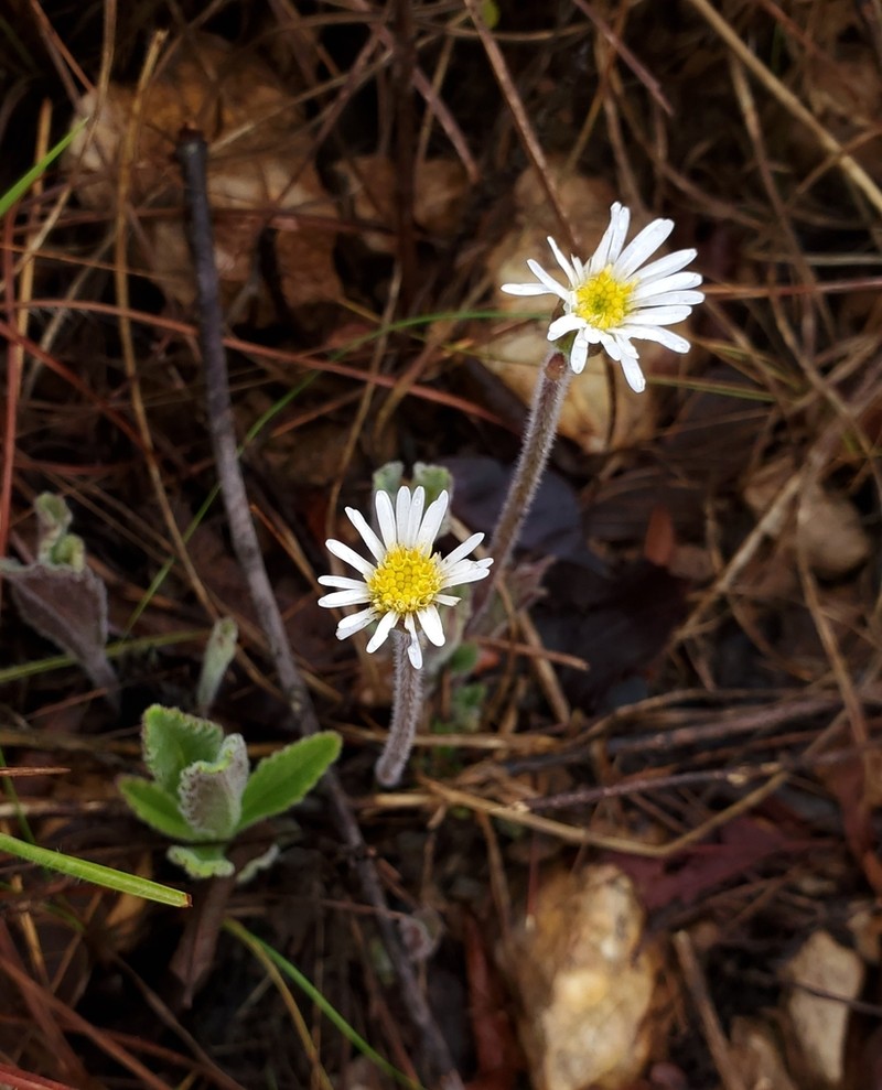 Inulopsis camporum photo 4