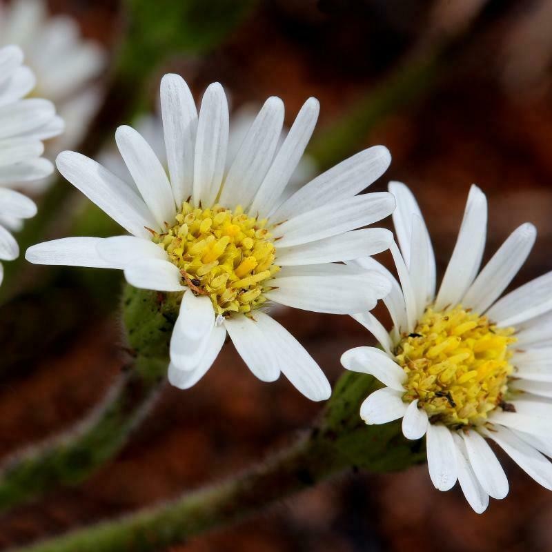 Inulopsis camporum photo 5