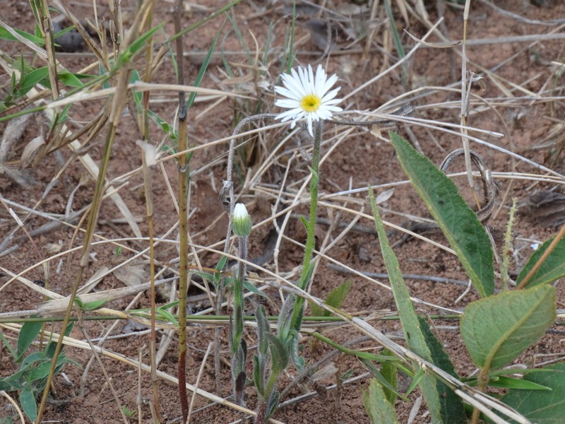 Inulopsis camporum photo 6